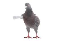 carrier_pigeon image